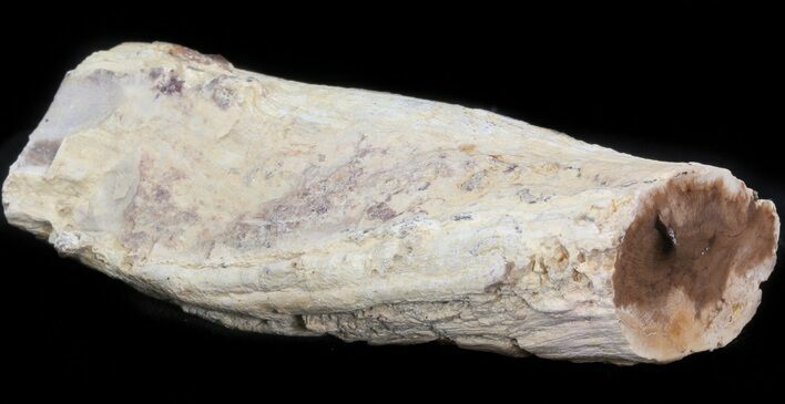 Petrified Wood Limb - Nevada #42121